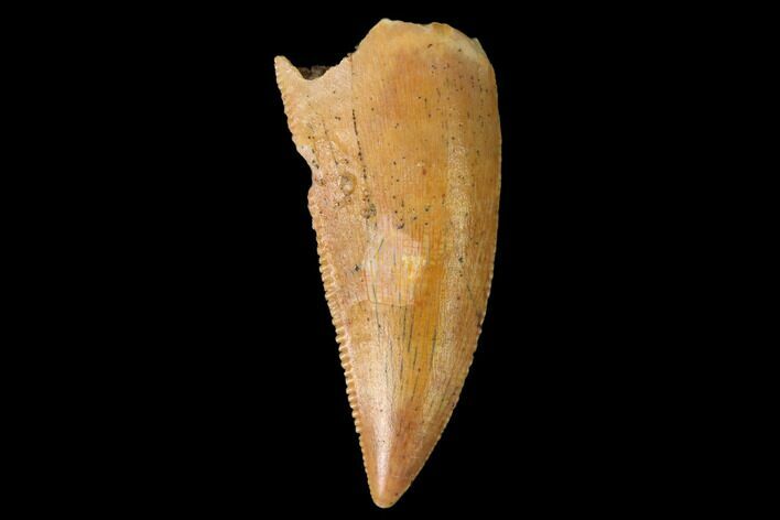 Serrated, Raptor Tooth - Real Dinosaur Tooth #160034